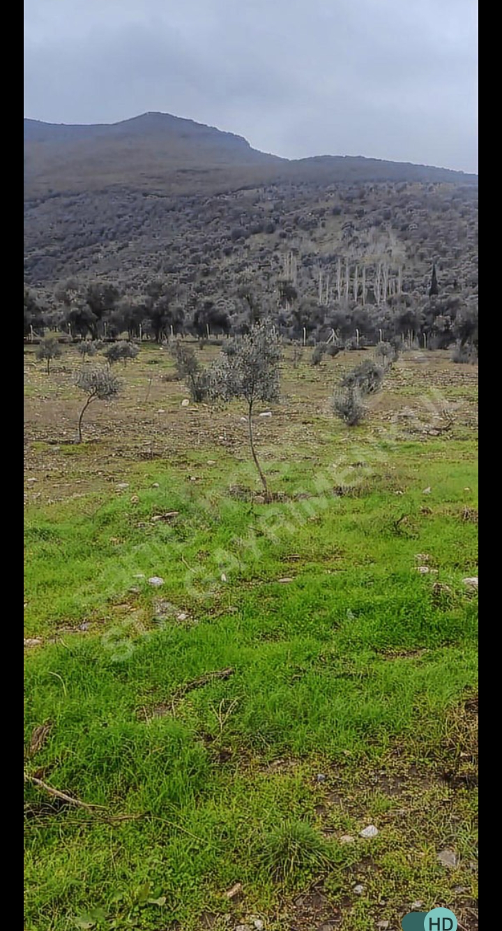 ACİL ACİL TİREDE SATILIK ZEYTİNLİ TARLA ARADIĞIMIZ EVİ BULDUK - İZMİR TİRE fotoğraf 4